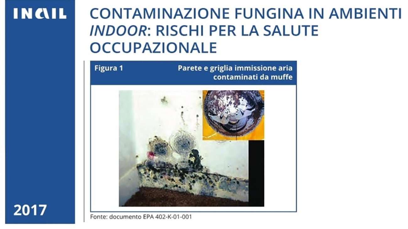 foto-per-copertina-articolo-funghi